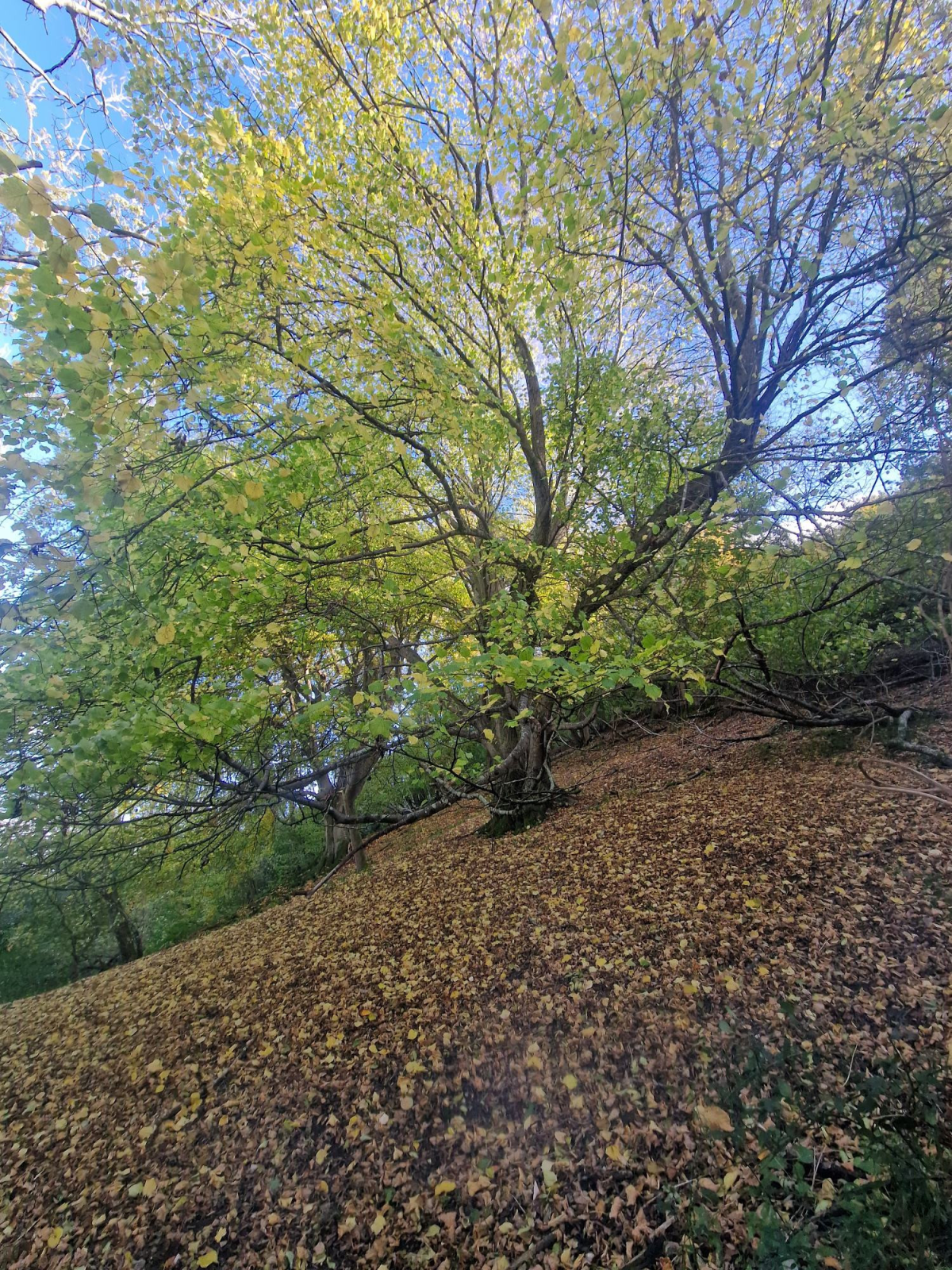 Large-leaved Lime and Wych Elm at Casey’s Copse and Rook Clift, nr. South Harting, West Sussex. Part I&nbsp;28.10.25