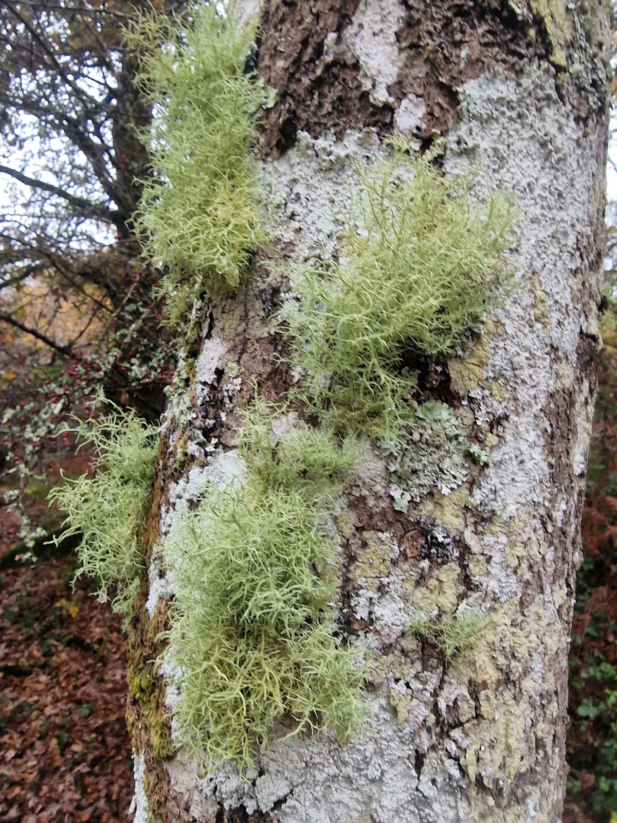 Nature you can’t see. Private land, pheasant shooting, trespassing in an ancient wood and the right to&nbsp;roam.