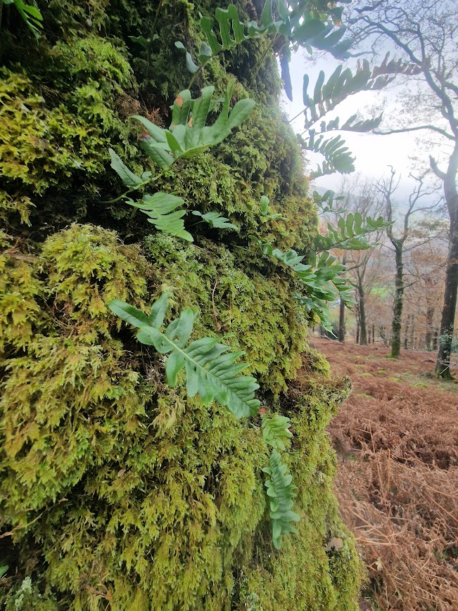 Lichen, bryophytes and vascular plants in Johnny Wood & Bowder Stone Wood (Borrowdale Rainforest NNR) and Cummacatta Wood.&nbsp;06.11.25