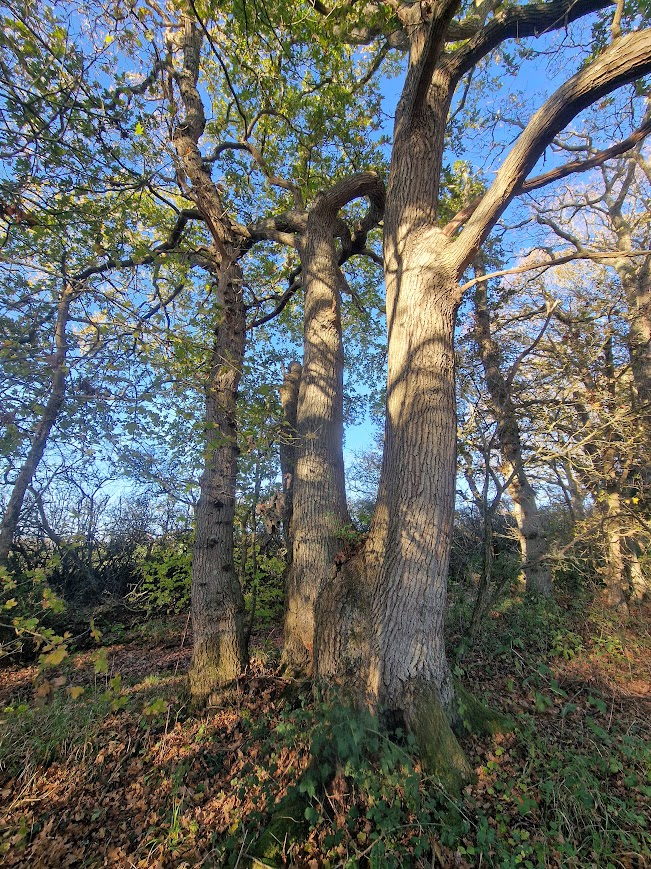 Enclosing “a plain enough case of class robbery” the Broyle. Walking along an unnamed trackway and though Longfield Wood, Laughton Common and Brickhurst Wood.&nbsp;25.11.25