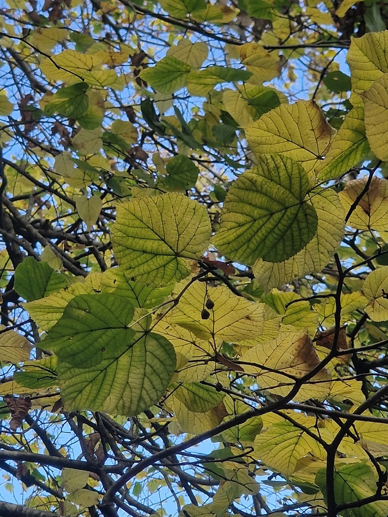Large-leaved Lime and Wych Elm at Rook Clift, nr. South Harting, West Sussex. Part II&nbsp;01.11.25