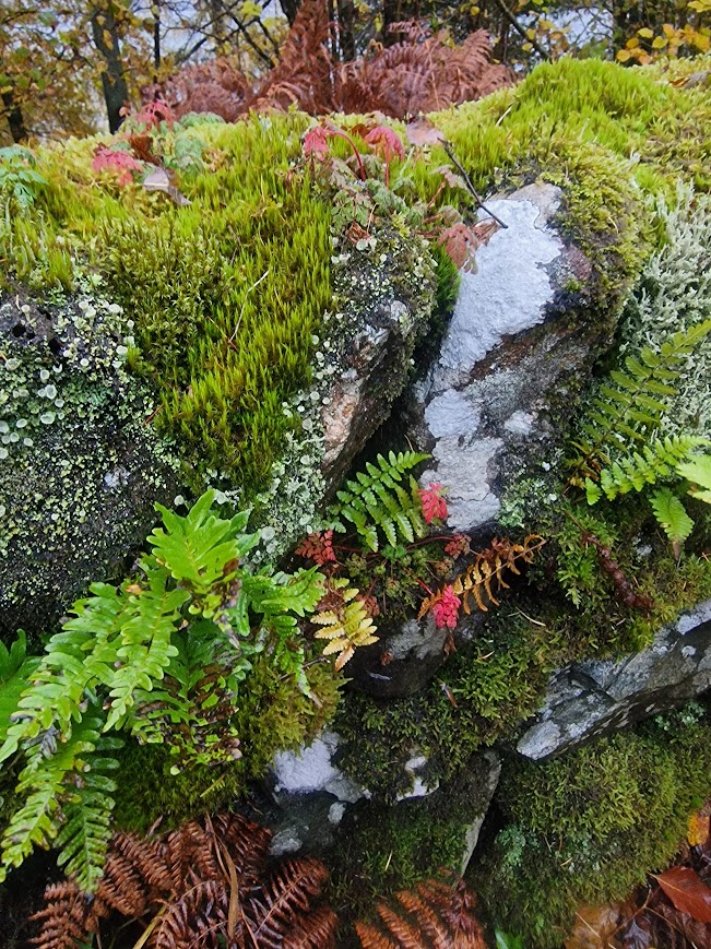 Borrowdale Rainforest National Nature Reserve: Great Wood to Ashness Wood&nbsp;03.11.25