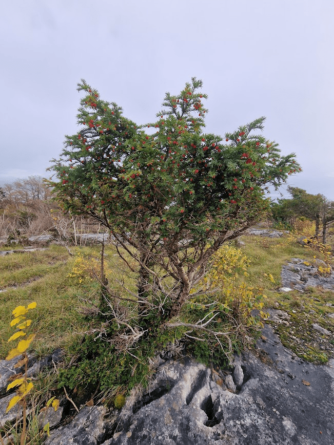 Grubbins Wood and Lancaster Whitebeam, Arnside, and Gait Barrows NNR; a forty-five year wait to see Limestone Pavement!&nbsp;05.11.25