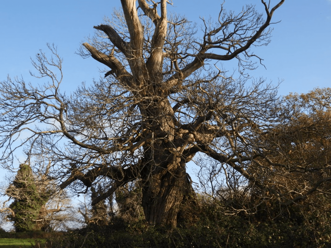 The degradation of the ancient  Sweet Chestnuts trees of Halnaker Park, due to change of land use from pasture to intensive arable farming.&nbsp;28.11.28
