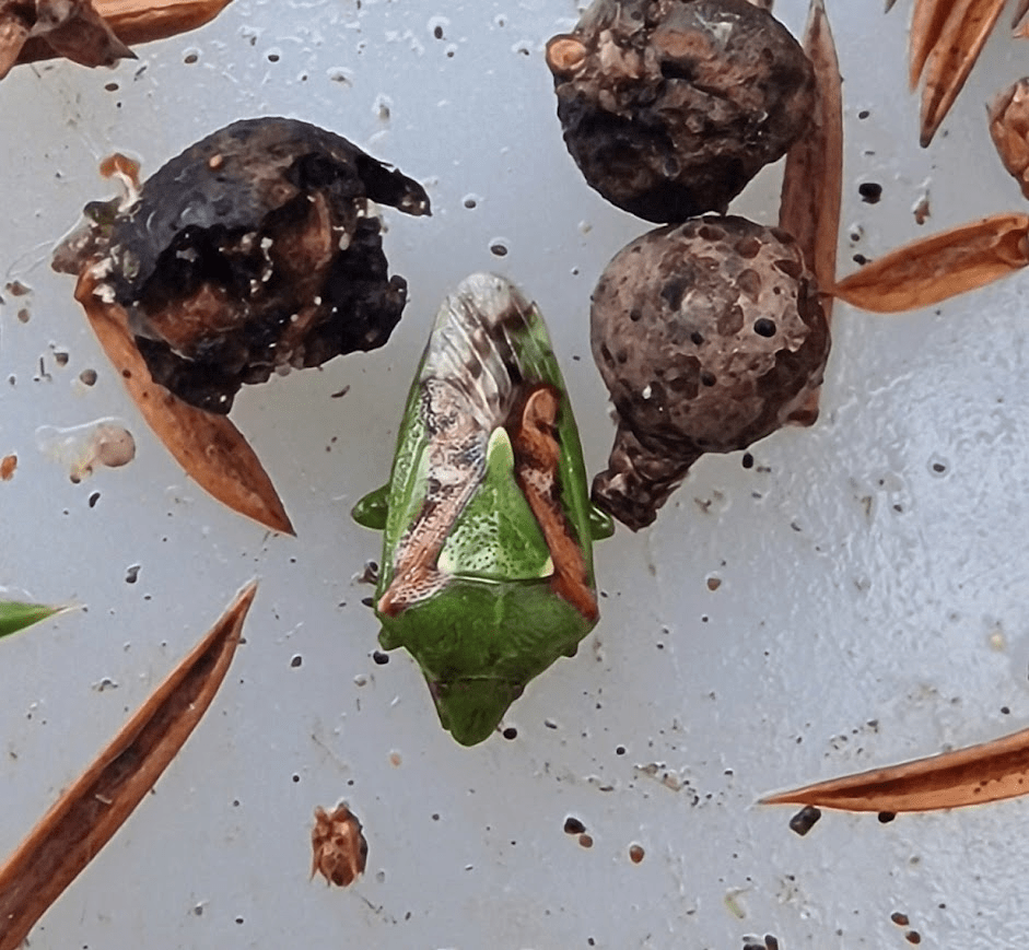 Sullington, West Sussex. The wonders of chalk. Bryophytes, lichens and invertebrates predominately found in chalk landscapes.&nbsp;25.01.26