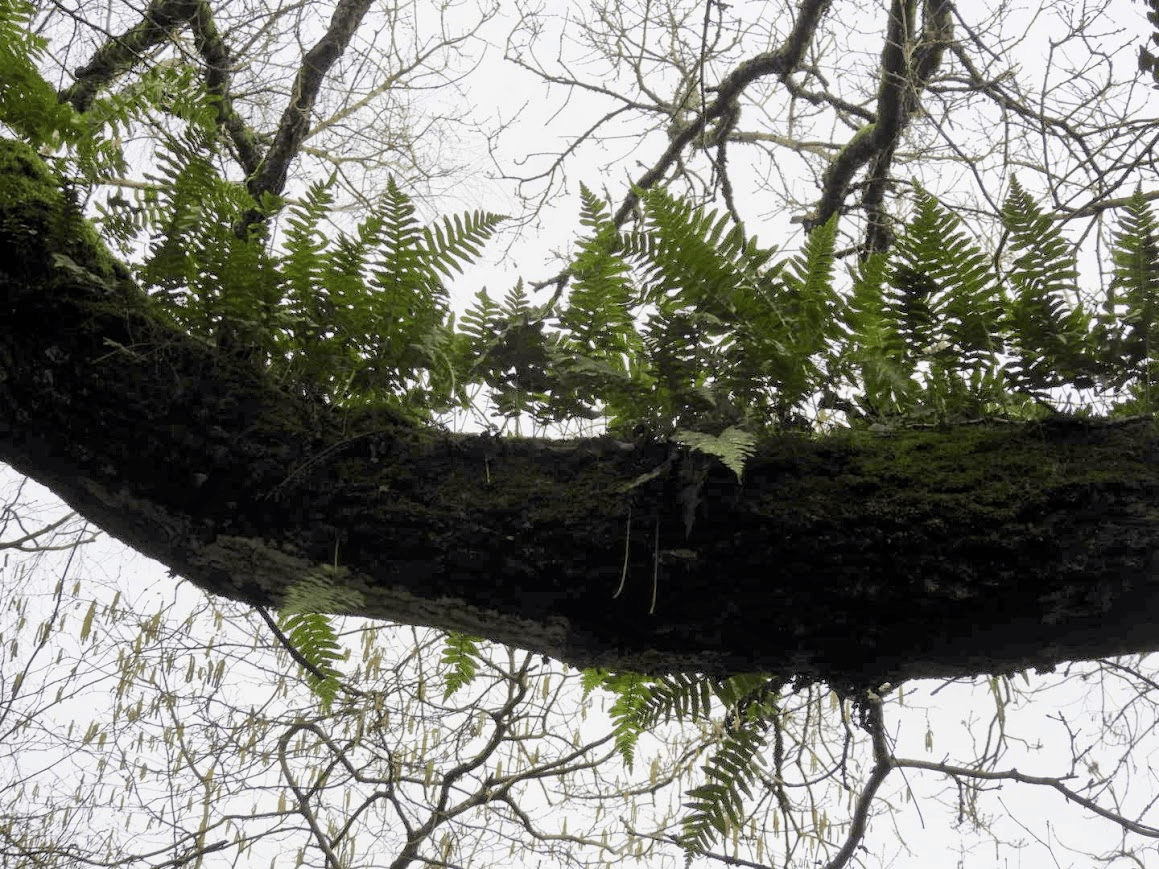 Clapham, South Downs, West Sussex. An ancient wood with abundant polypody, butchers broom, lichens & dogs abducted by UFOs (allegedly) and a Norman church with archangels by Morris & Tudor tombs.&nbsp;23.02.26